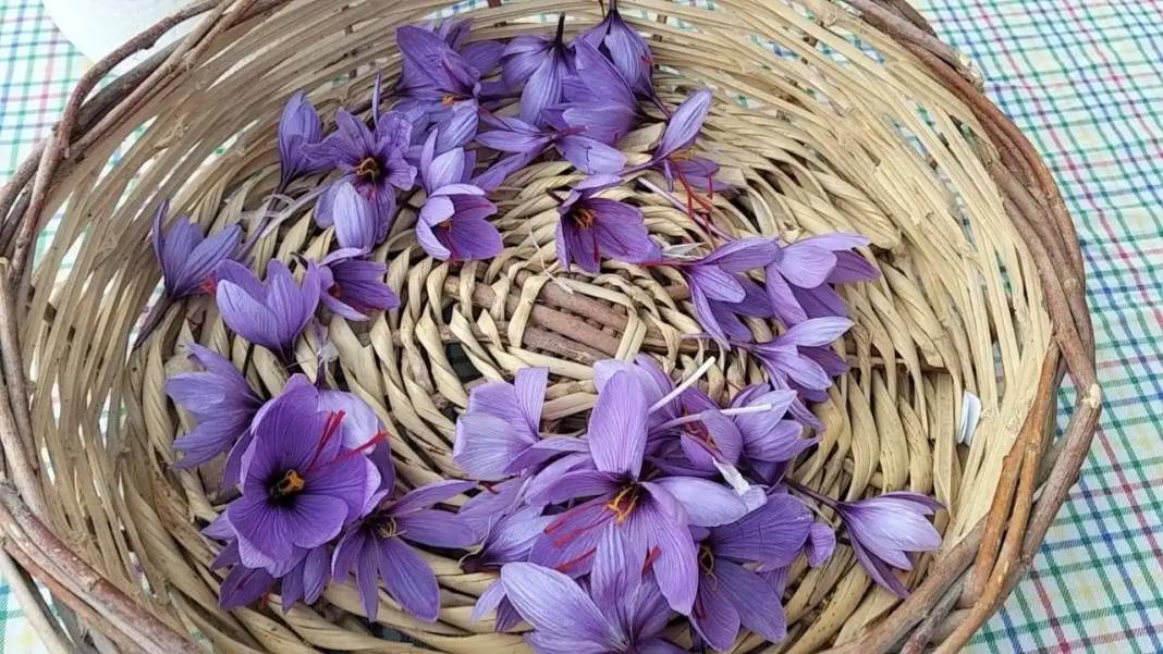 Adana’da Dünyanın En Pahalı Baharatı Safran Hasadı Başladı! 3